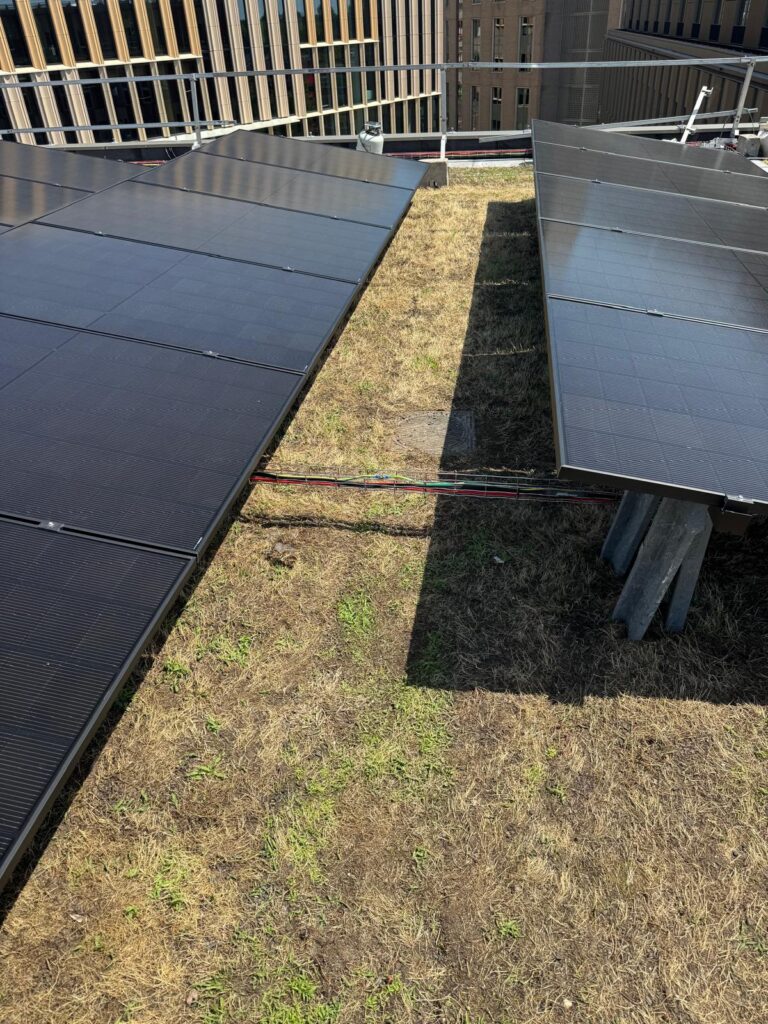 Panelen op het sedumdak, begroeiing loopt door onder de rijen